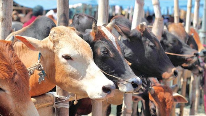 কোরবানির পশুর চাহিদা বেড়েছে ১০ হাজারের বেশি
